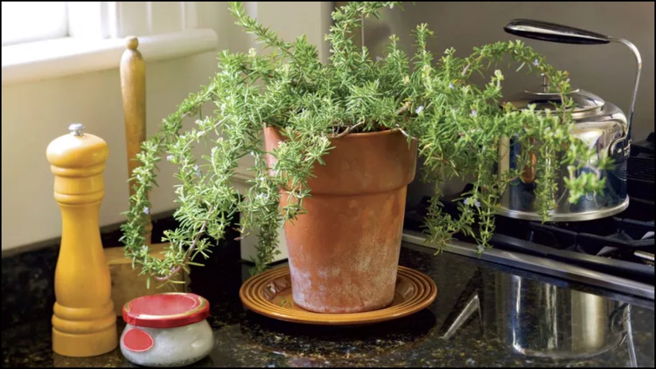 How To Grow Rosemary Indoors And Actually Keep It Alive All Year Long